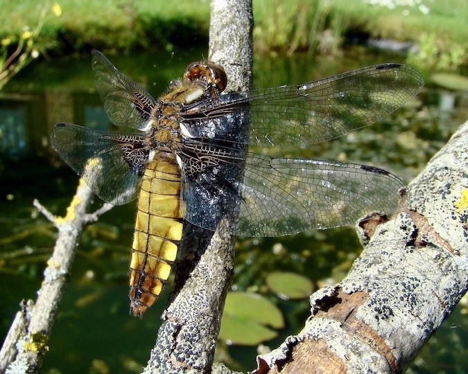 broad-bodied chaser